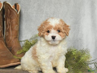 Cavachon dogs Wilbur - Ad 27