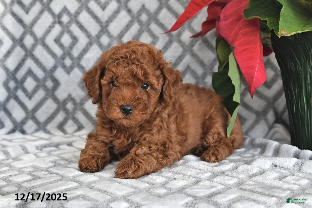 Bichpoo dogs for sale: Copper - Ad 2