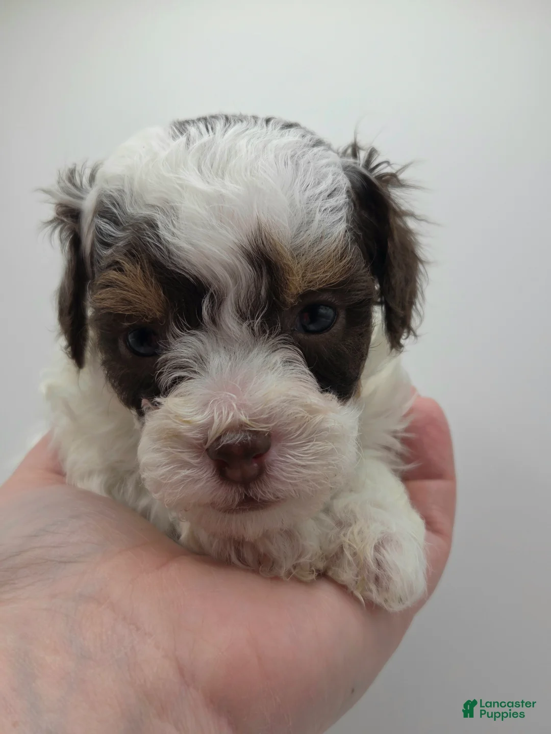 Miniature Poodle dogs for sale: Belle - AKC Mini Poodle - Ad 2