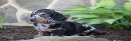 Dachshund dogs for sale: Peter - Ad 3