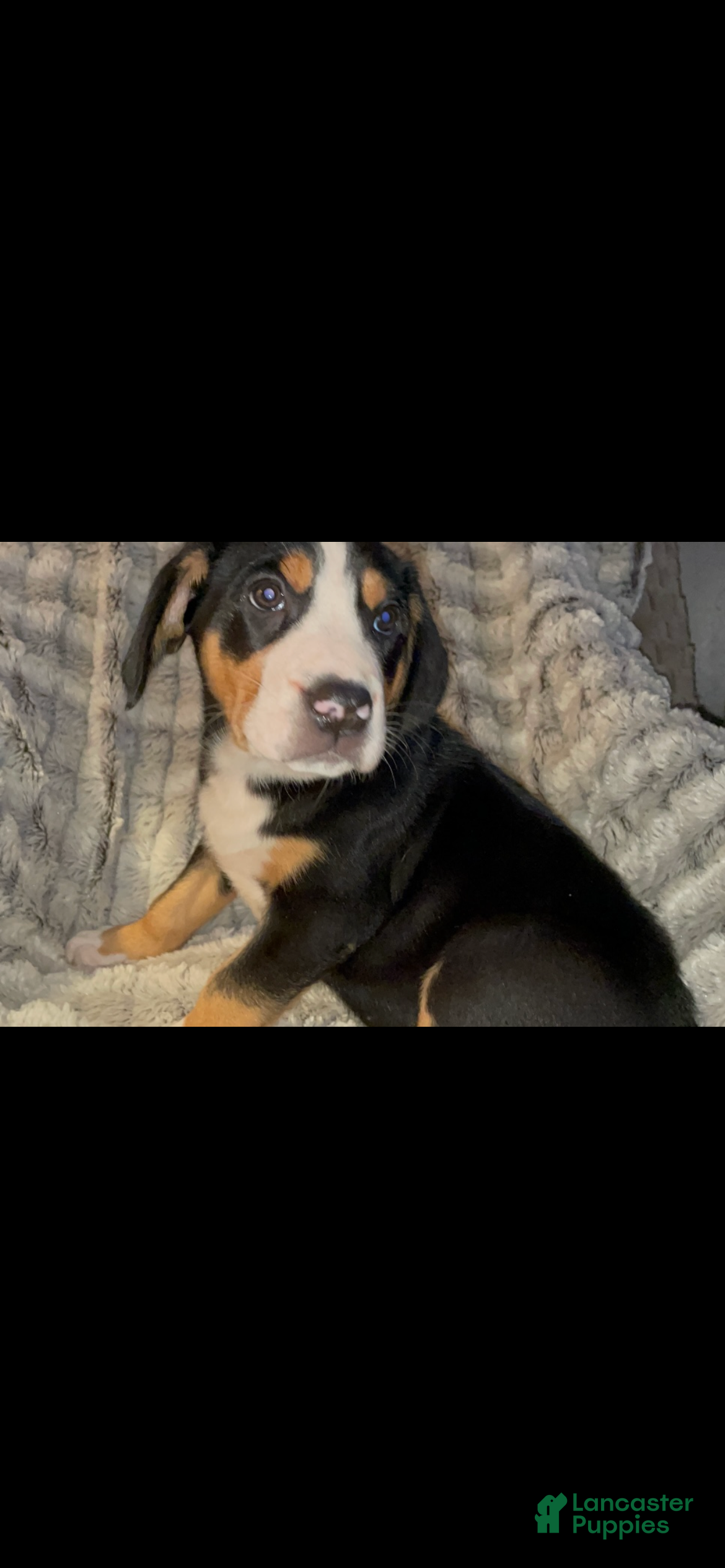 Greater Swiss Mountain Dog dogs Tess - Ad 8