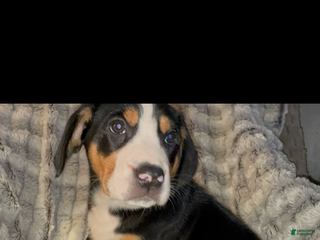 Greater Swiss Mountain Dog dogs Tess - Ad 8