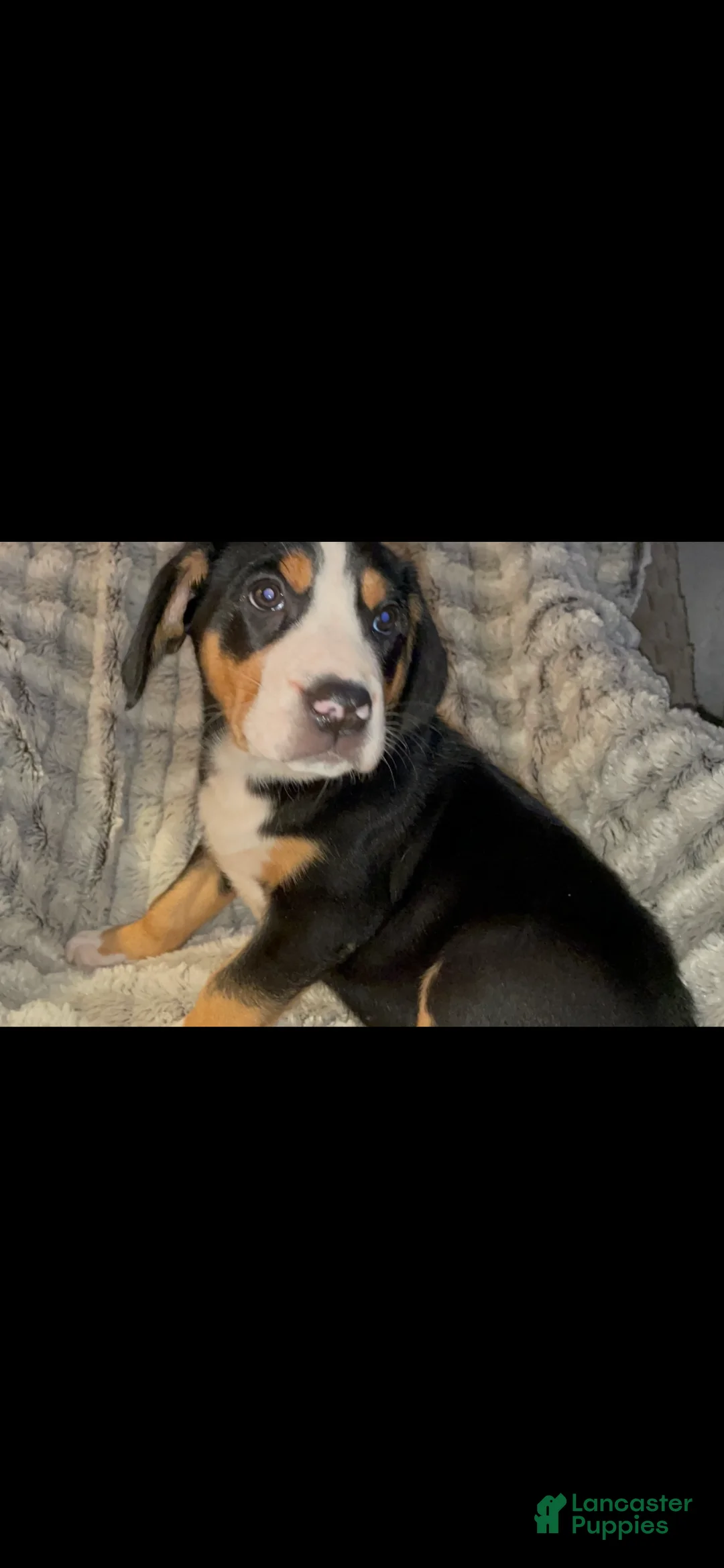 Greater Swiss Mountain Dog dogs for sale: Tess - Ad 1