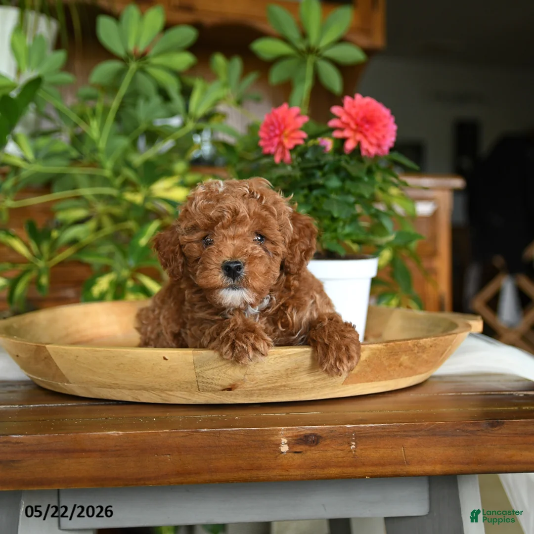Miniature Poodle dogs for sale: Jimmy - Ad 5