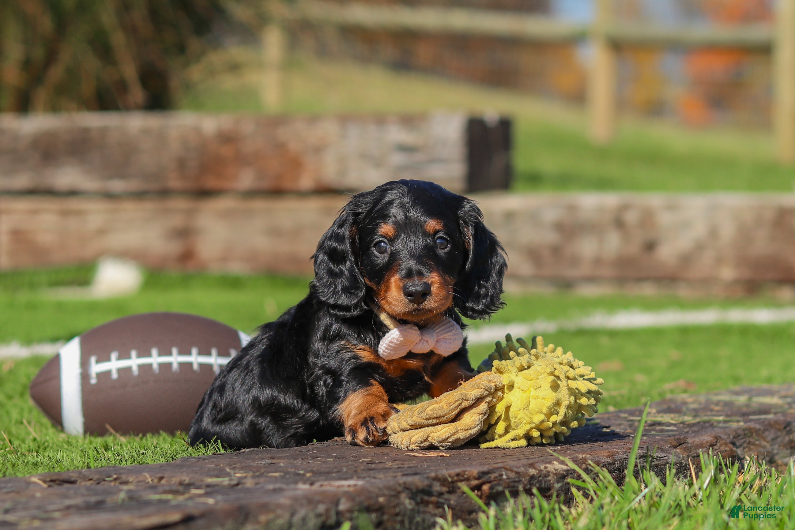 Miniature Dachshund dogs for sale: Bella - Ad 2