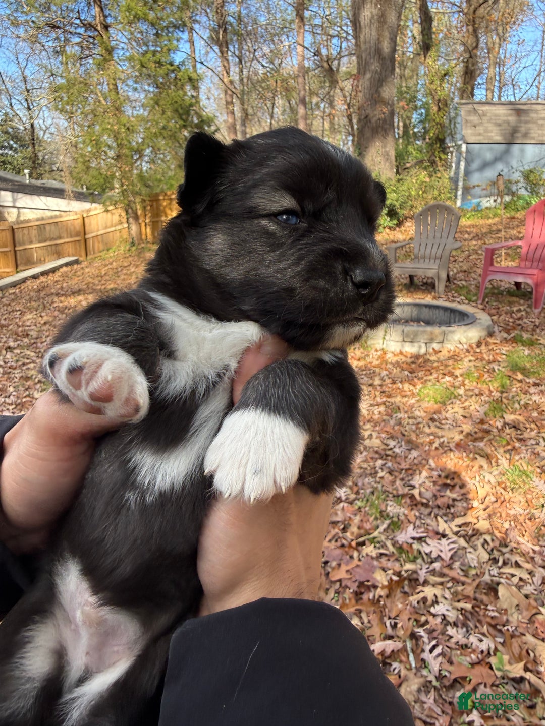 Siberian Husky dogs for sale: Dark - Ad 2