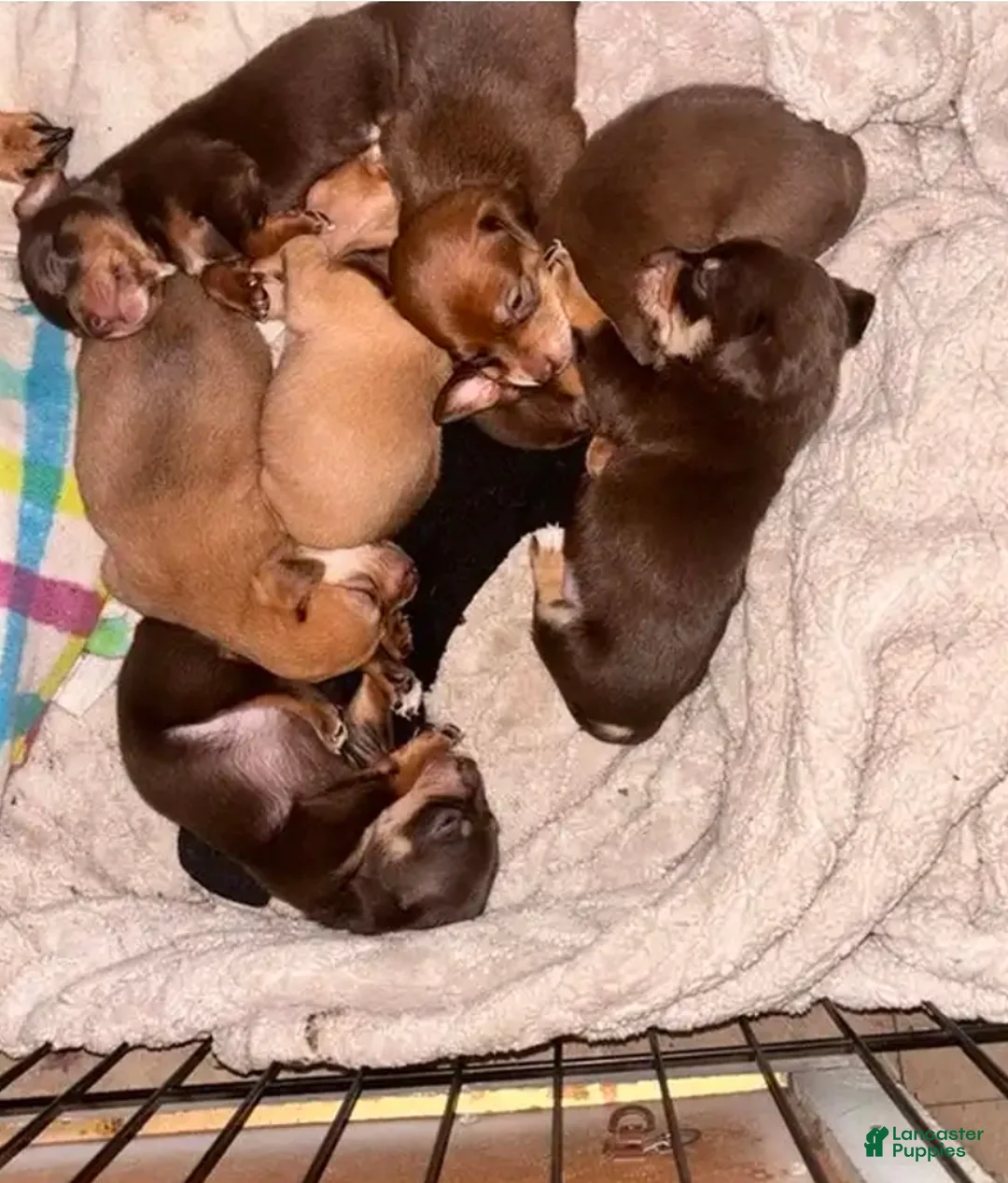 Chiweenie dogs for sale: Chiweenie Puppy 5 - Ad 4