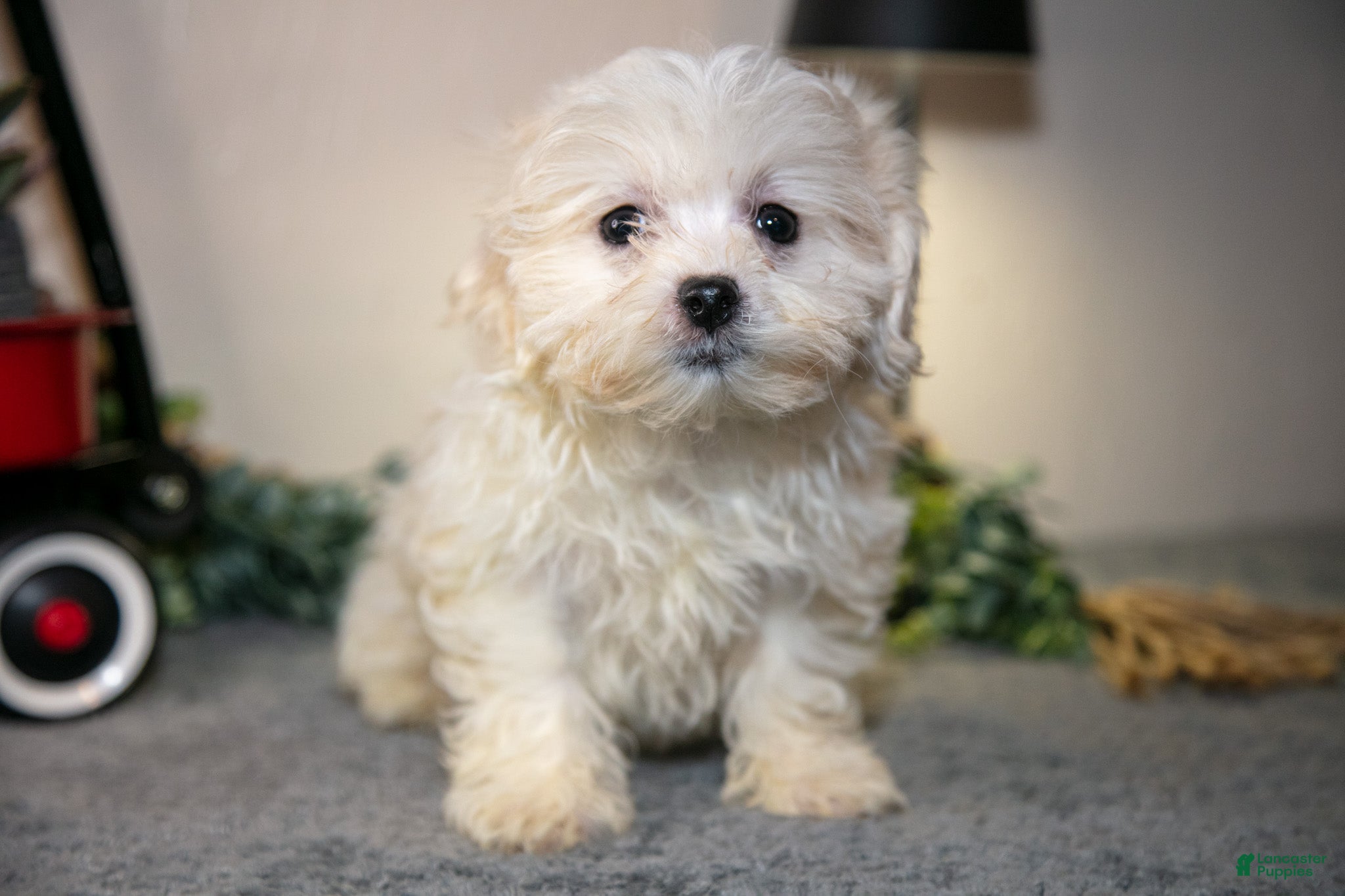 Teddy Bear dogs Vicky - Ad 1