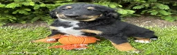 Bernedoodle dogs for sale: Boone - Ad 2