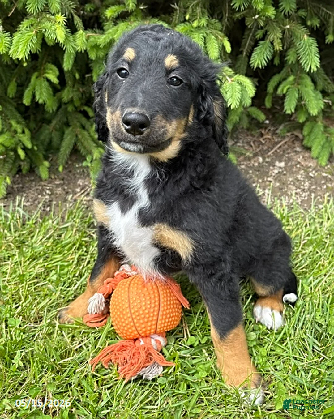 Bernedoodle dogs for sale: Boone - Ad 2