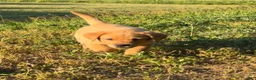 Labrador Retriever dogs for sale: Labrador Retriever Puppy 4 - Ad 5