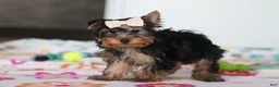 Yorkshire Terrier dogs for sale: Bella - Ad 3