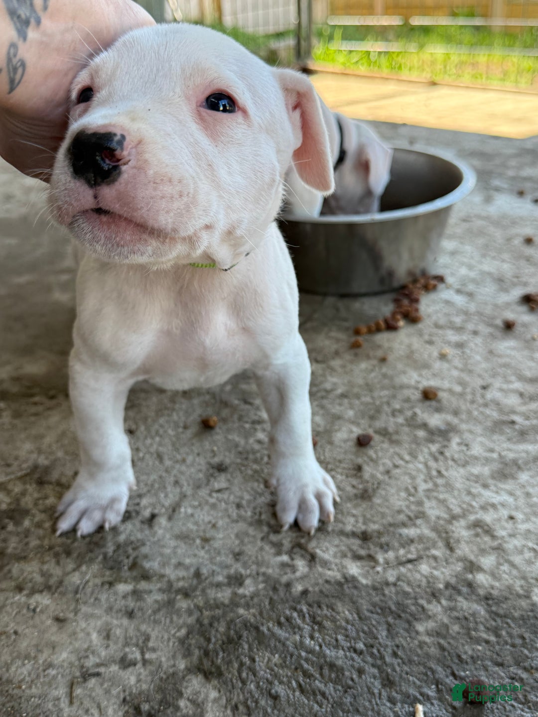 Dogo Argentino dogs for sale: Puppy M3 - Ad 26