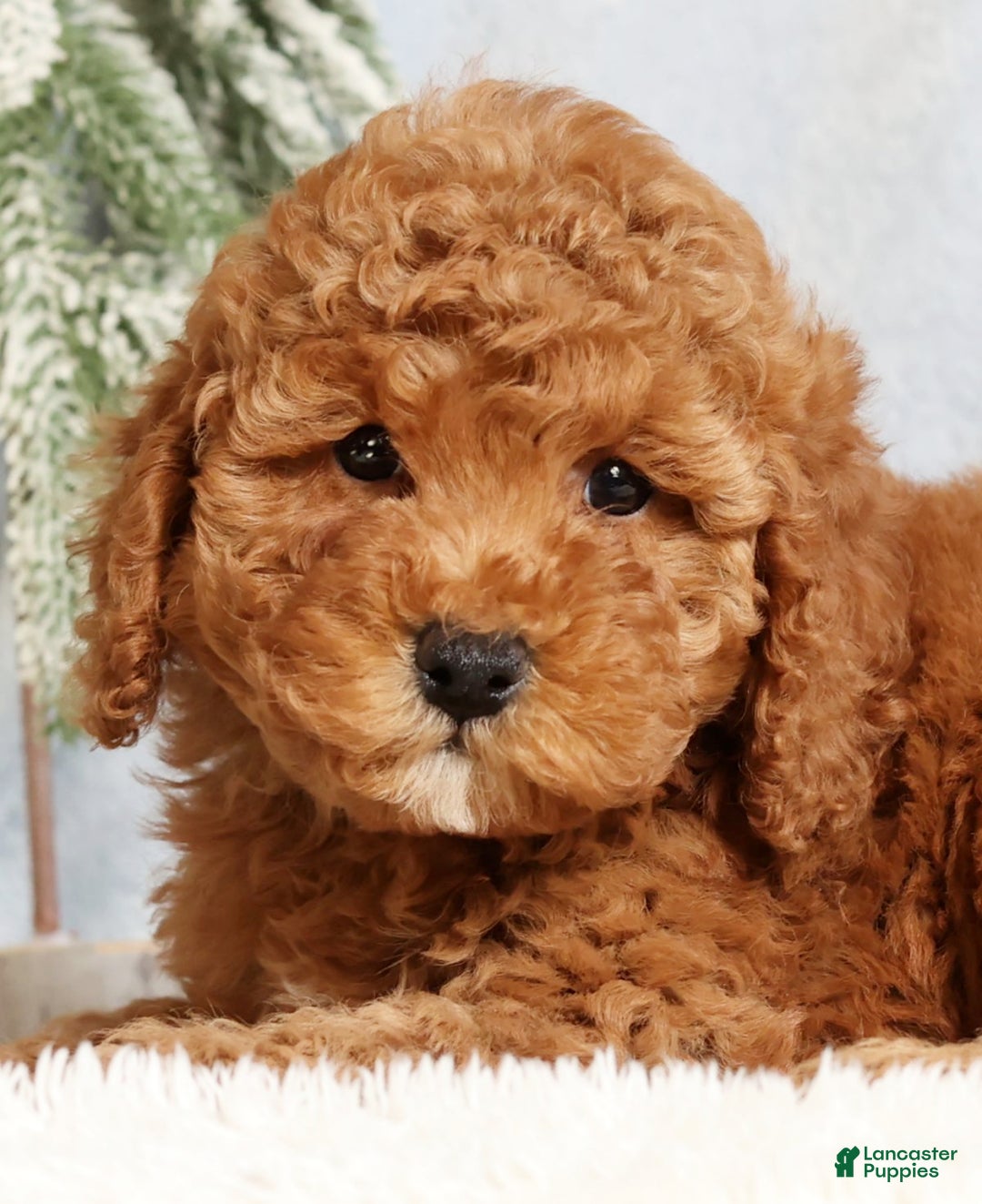 Mini Goldendoodle dogs for sale: Gwen - Ad 9