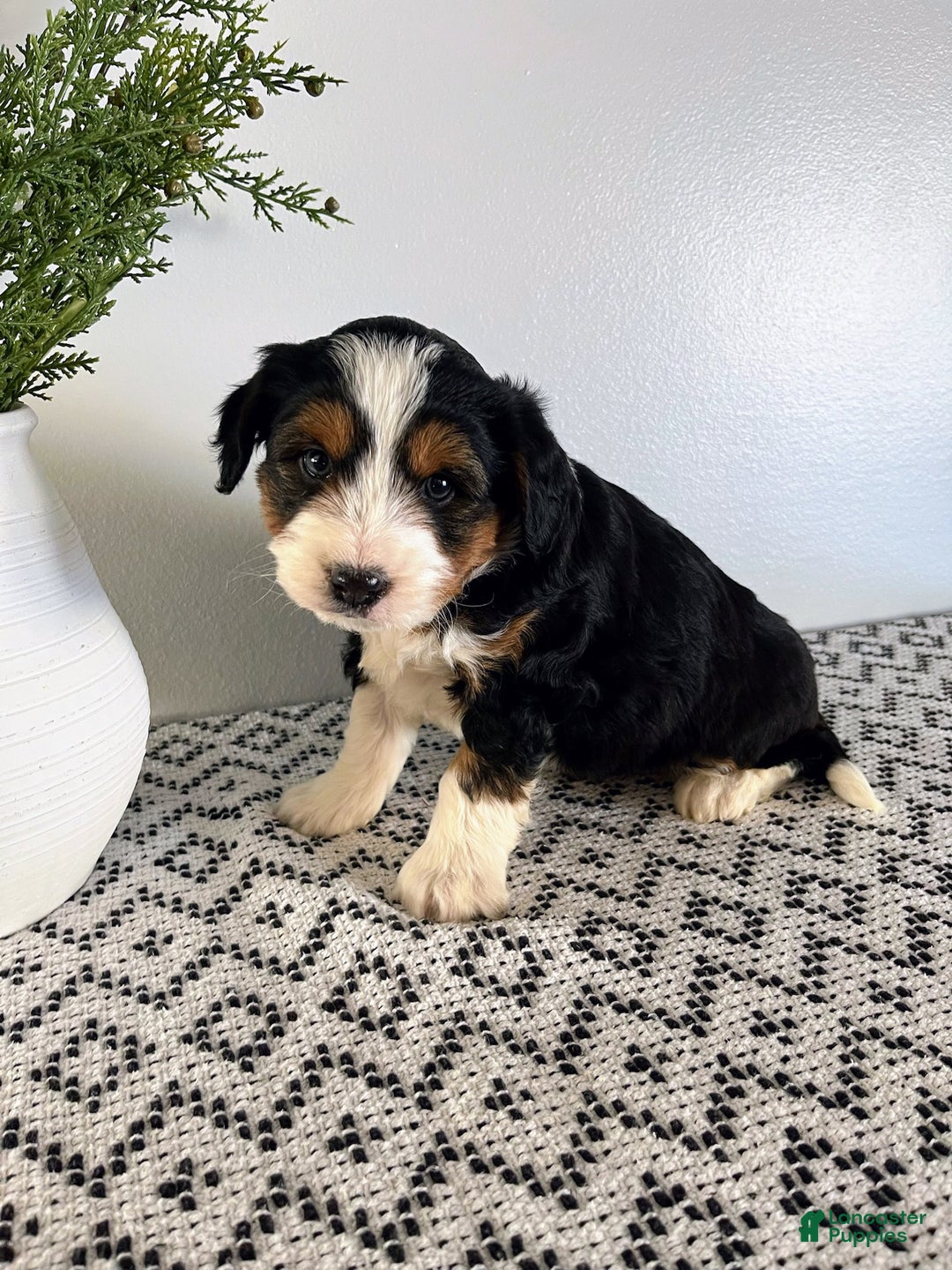 Mini Aussiedoodle dogs for sale: Ranger - Ad 5