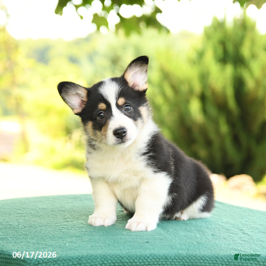 Welsh Corgi Pembroke dogs Jasper - Ad 1