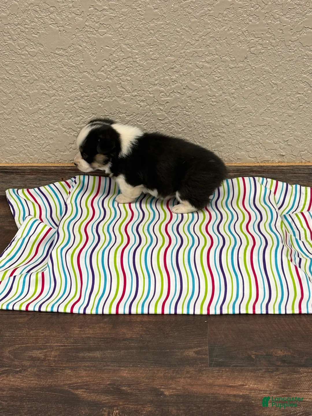 Welsh Corgi Pembroke dogs for sale: Sandy - Ad 1