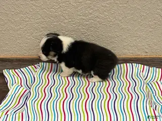 Welsh Corgi Pembroke dogs for sale: Sandy - Ad 3