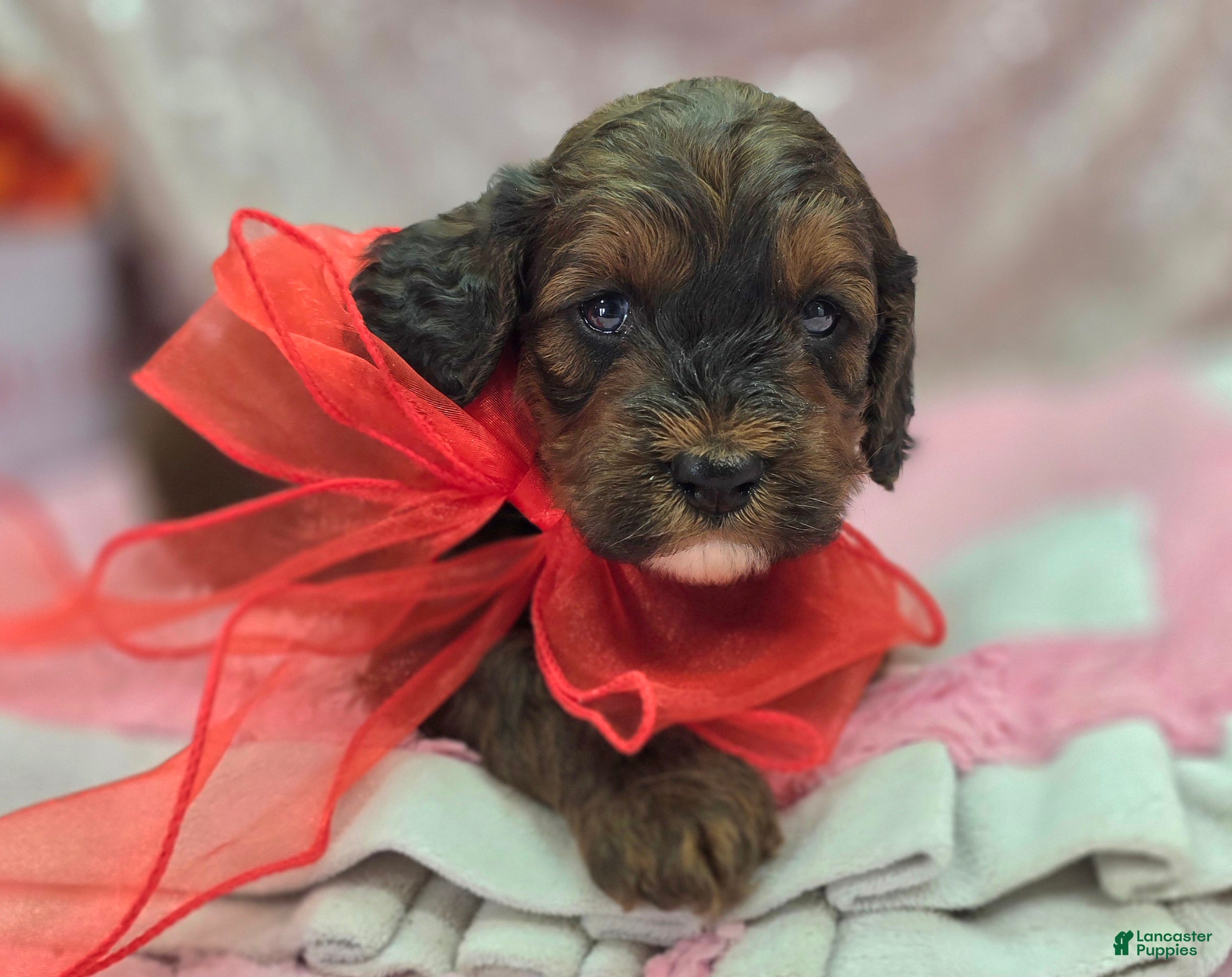 Cockapoo dogs Nebula - Ad 14