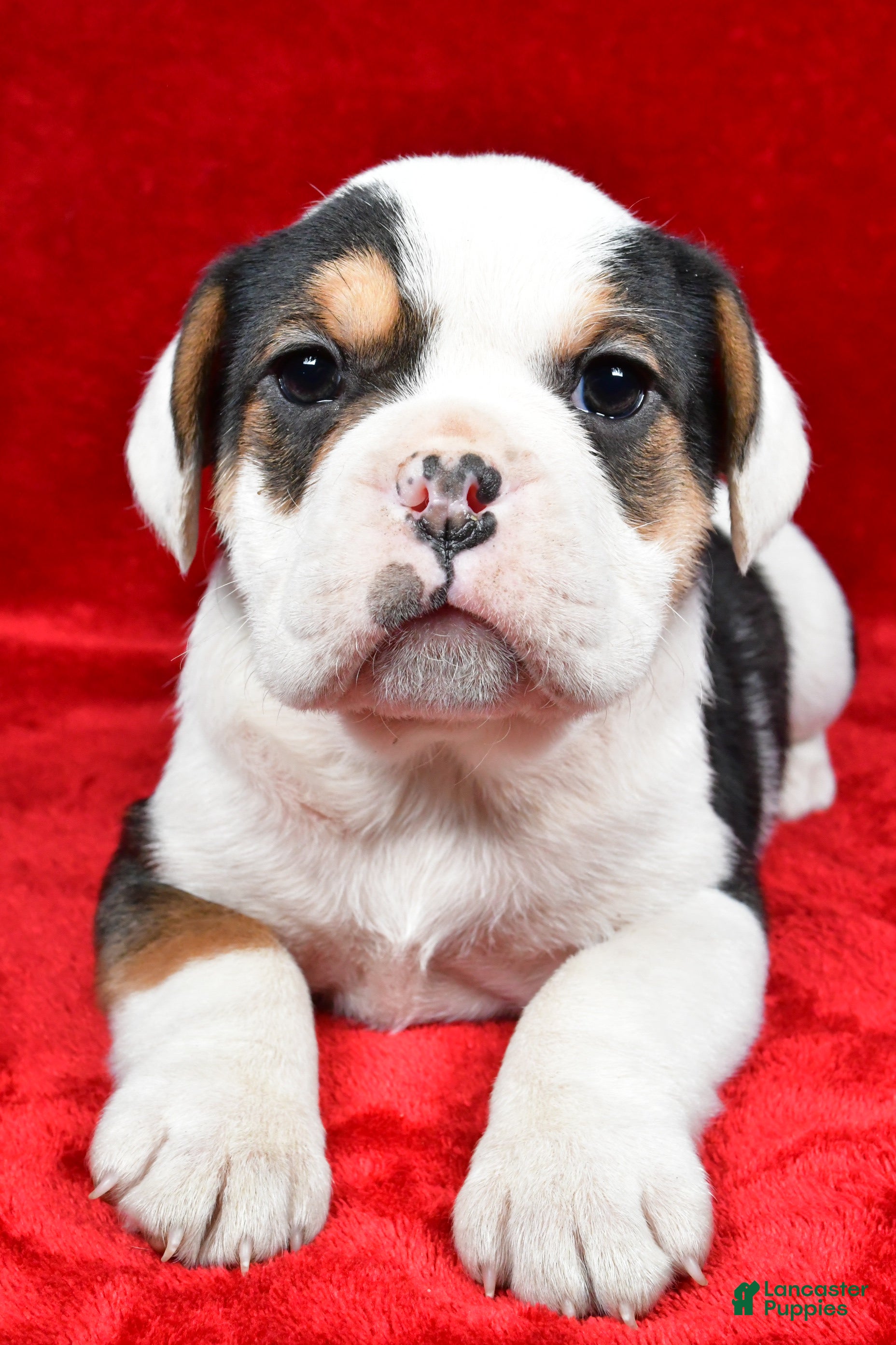 Mixed Breed dogs Willow - Ad 1