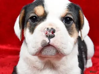 Mixed Breed dogs Willow - Ad 1