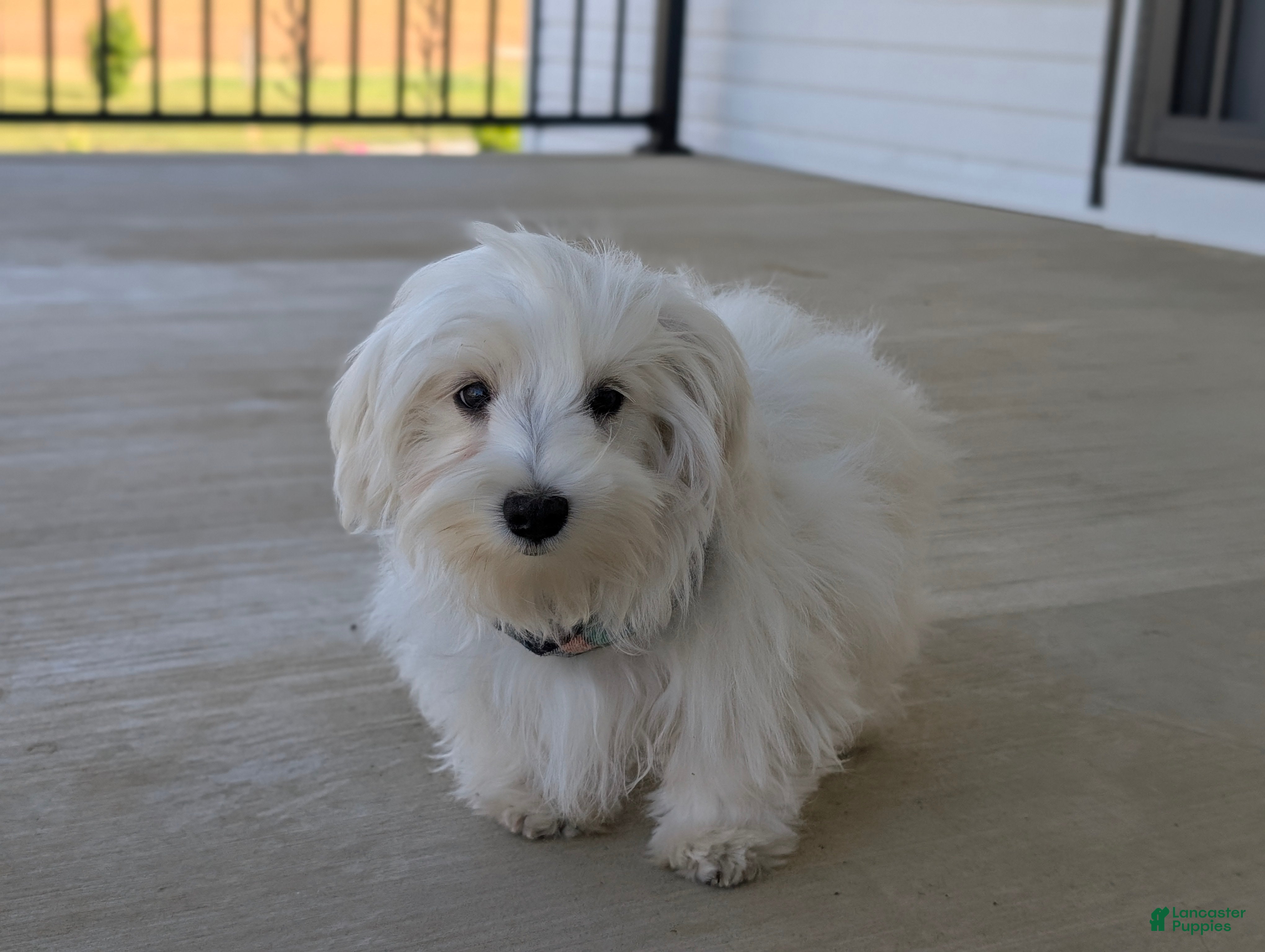 Maltese dogs Hale 7 lbs Full Grown - Ad 1