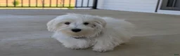 Maltese dogs for sale: Hale 7 lbs Full Grown - Ad 1