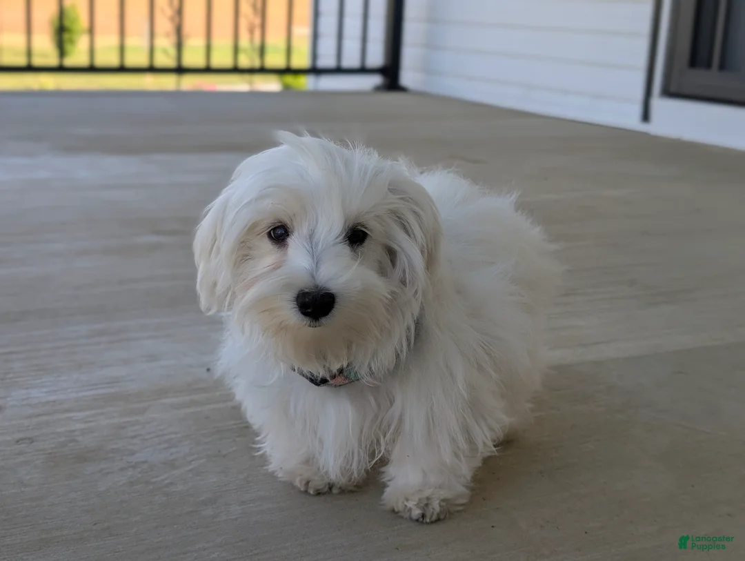 Maltese dogs for sale: Hale 7 lbs Full Grown - Ad 1