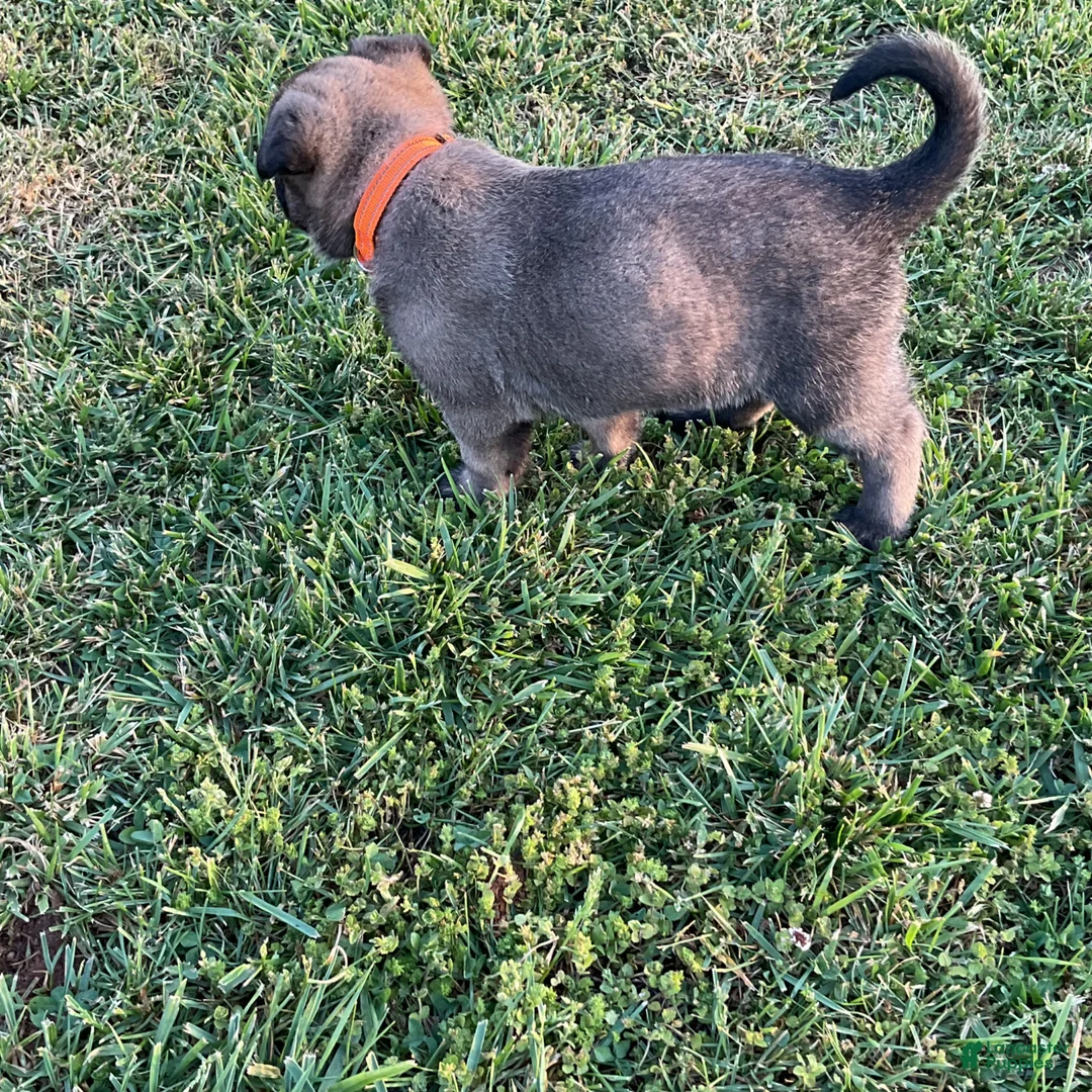 Belgian Malinois dogs for sale: Belgian Malinois Puppy 6 - Ad 2