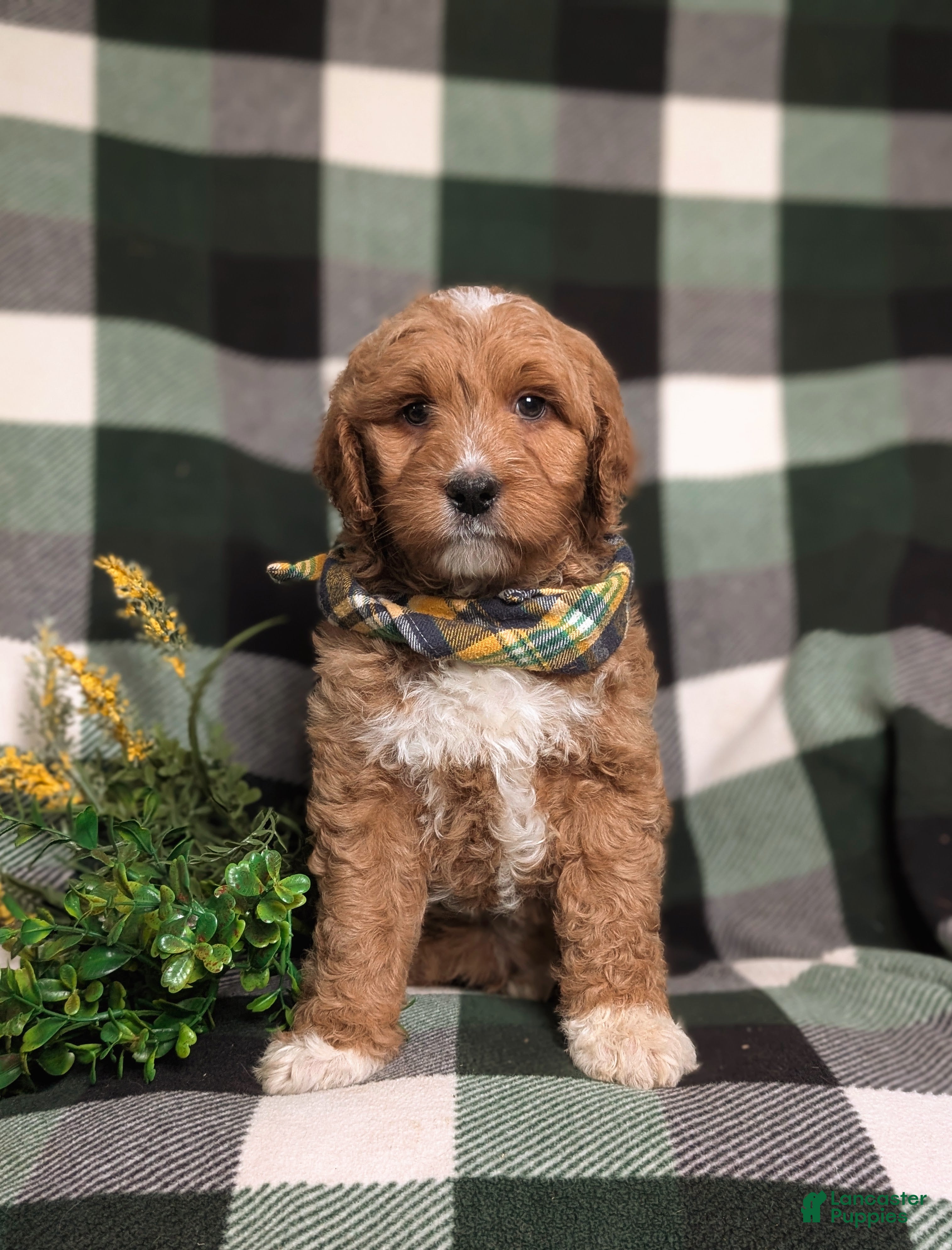 Goldendoodle dogs Finn Hypoallergenic - Ad 2