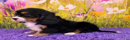 Miniature Bernese Mountain Dog dogs for sale: Savannah - Ad 3