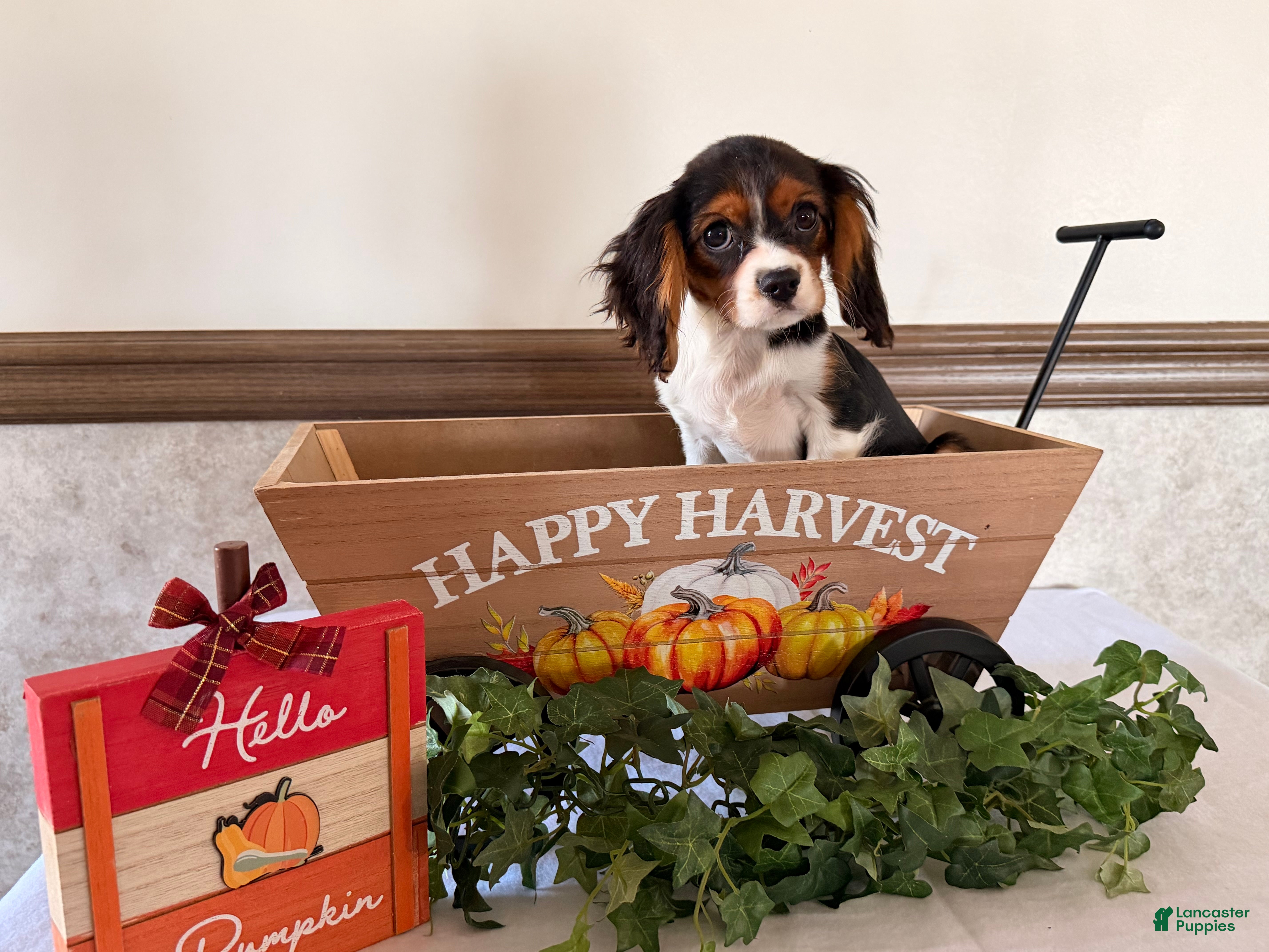 Cavalier King Charles Spaniel dogs Scout - Ad 2