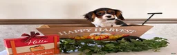 Cavalier King Charles Spaniel dogs for sale: Scout - Ad 2