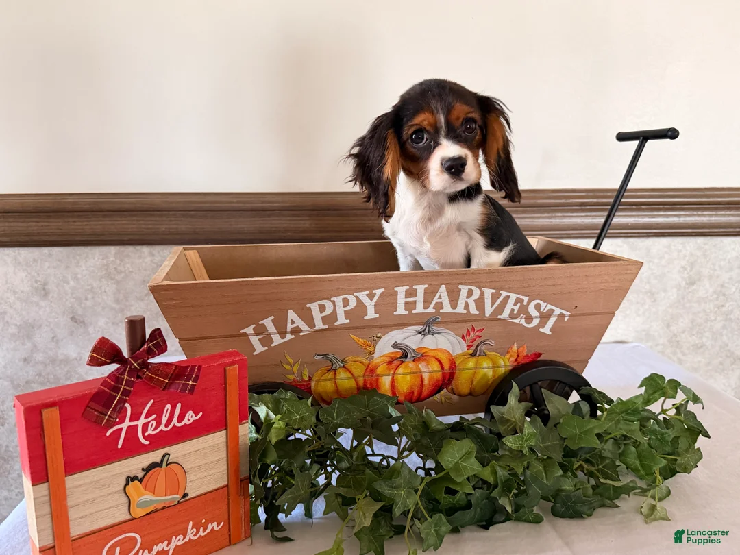 Cavalier King Charles Spaniel dogs for sale: Scout - Ad 2