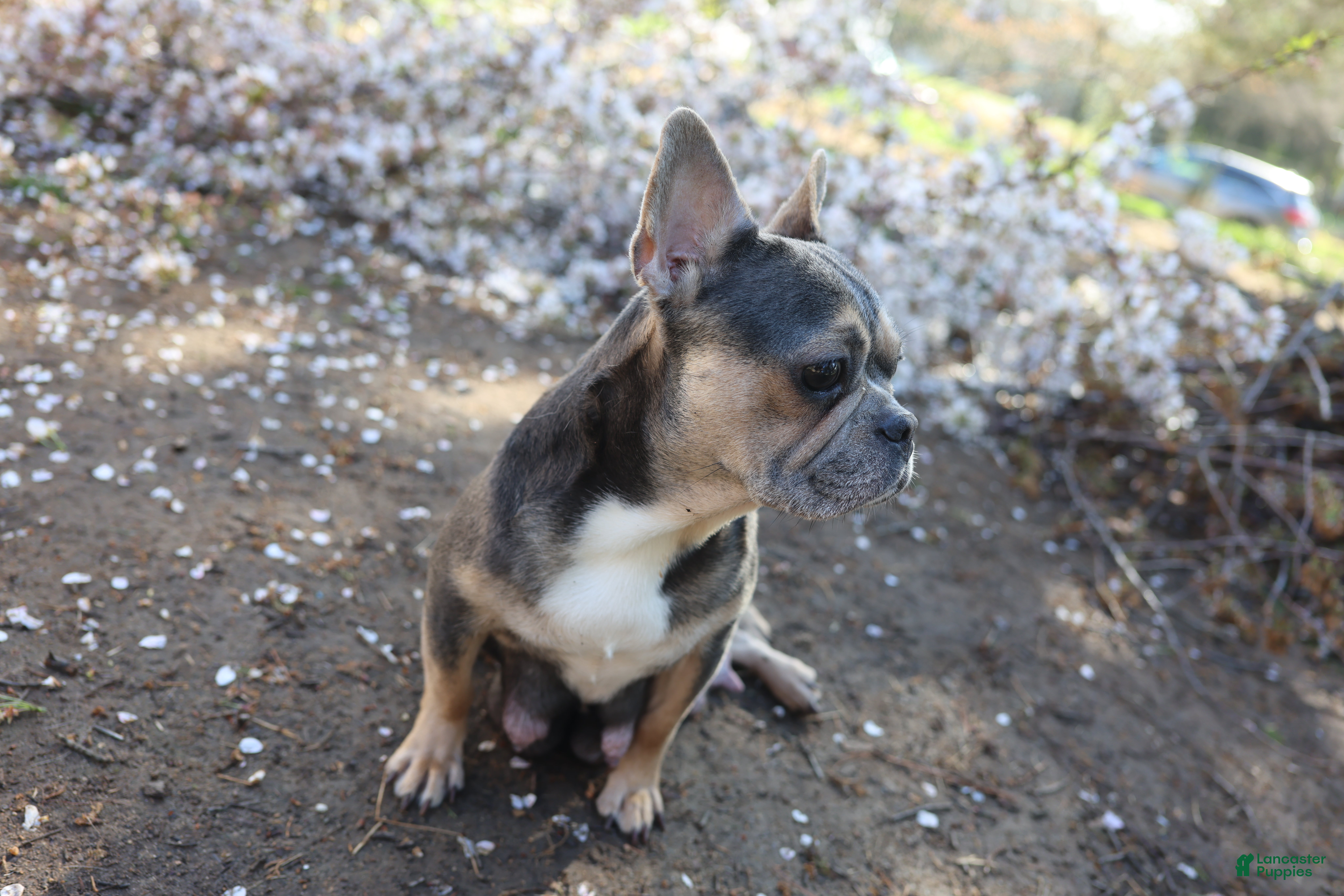 French Bulldog dogs for sale: Derek  - Ad 8