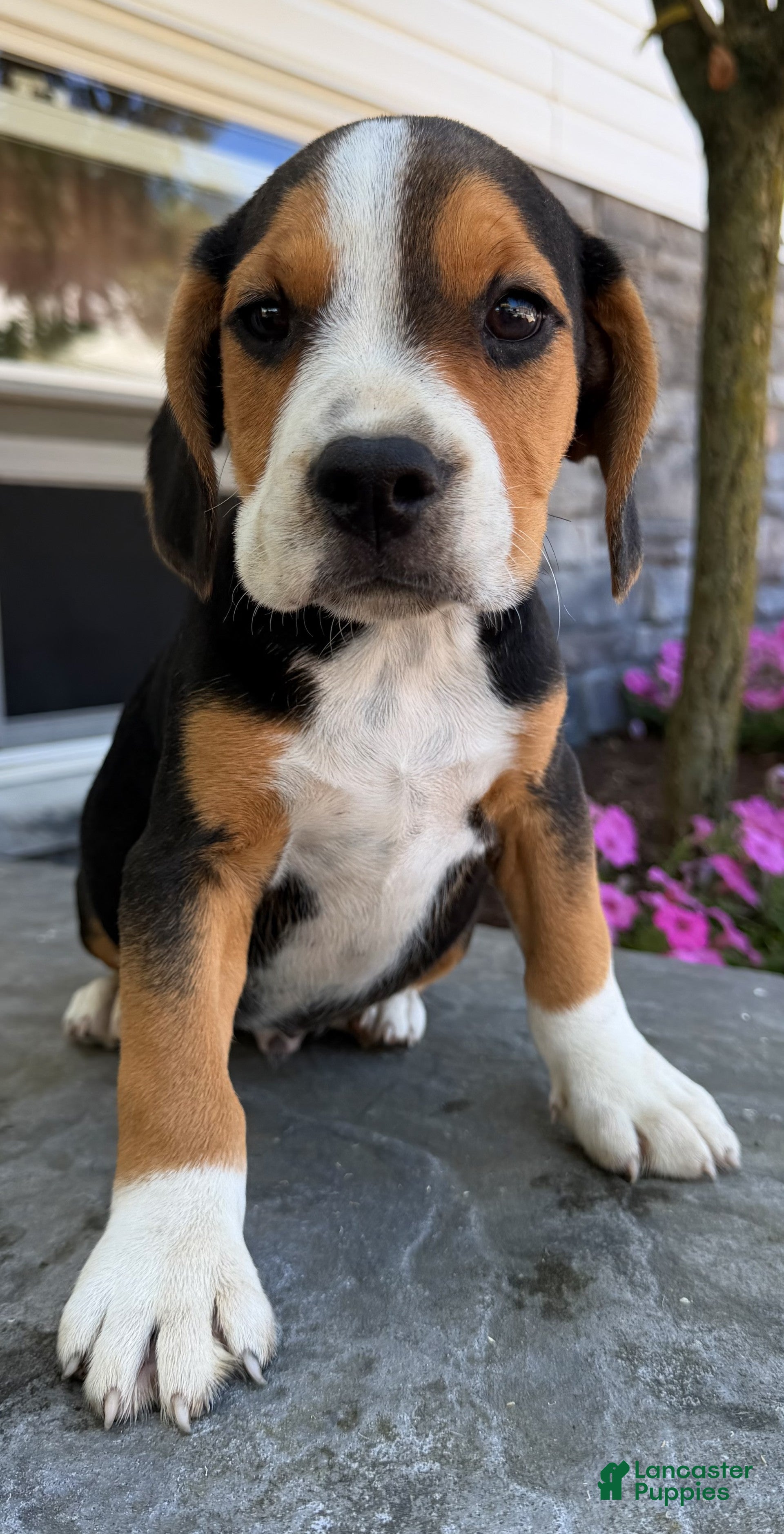 Beabull dogs Toby - Ad 2