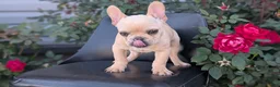 French Bulldog dogs for sale: Xavier - Ad 6