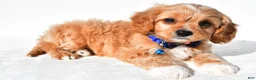 Cavapoo dogs for sale: Gunner - Ad 4