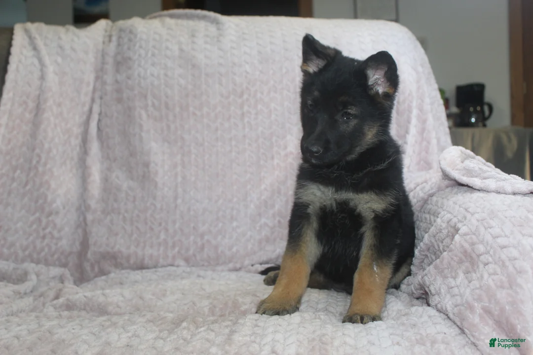German Shepherd dogs for sale: Blaire - Ad 1