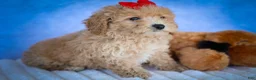 Bichpoo dogs for sale: Nixie🩷  - Ad 18