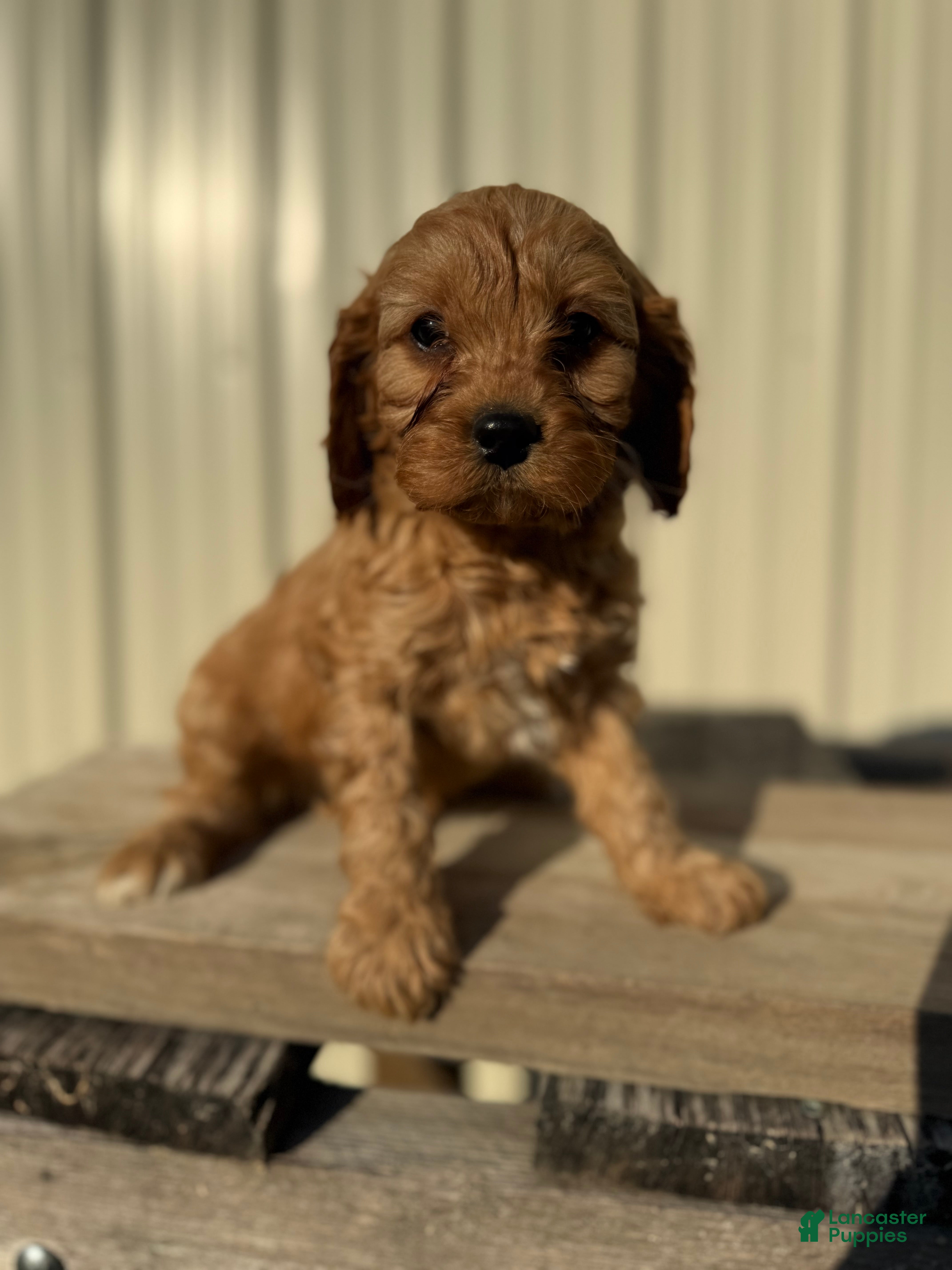 Cavapoo dogs Cavapoo Puppy 4 - Ad 18