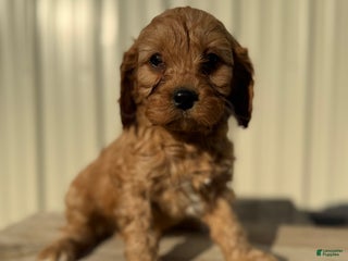 Cavapoo dogs Cavapoo Puppy 4 - Ad 18