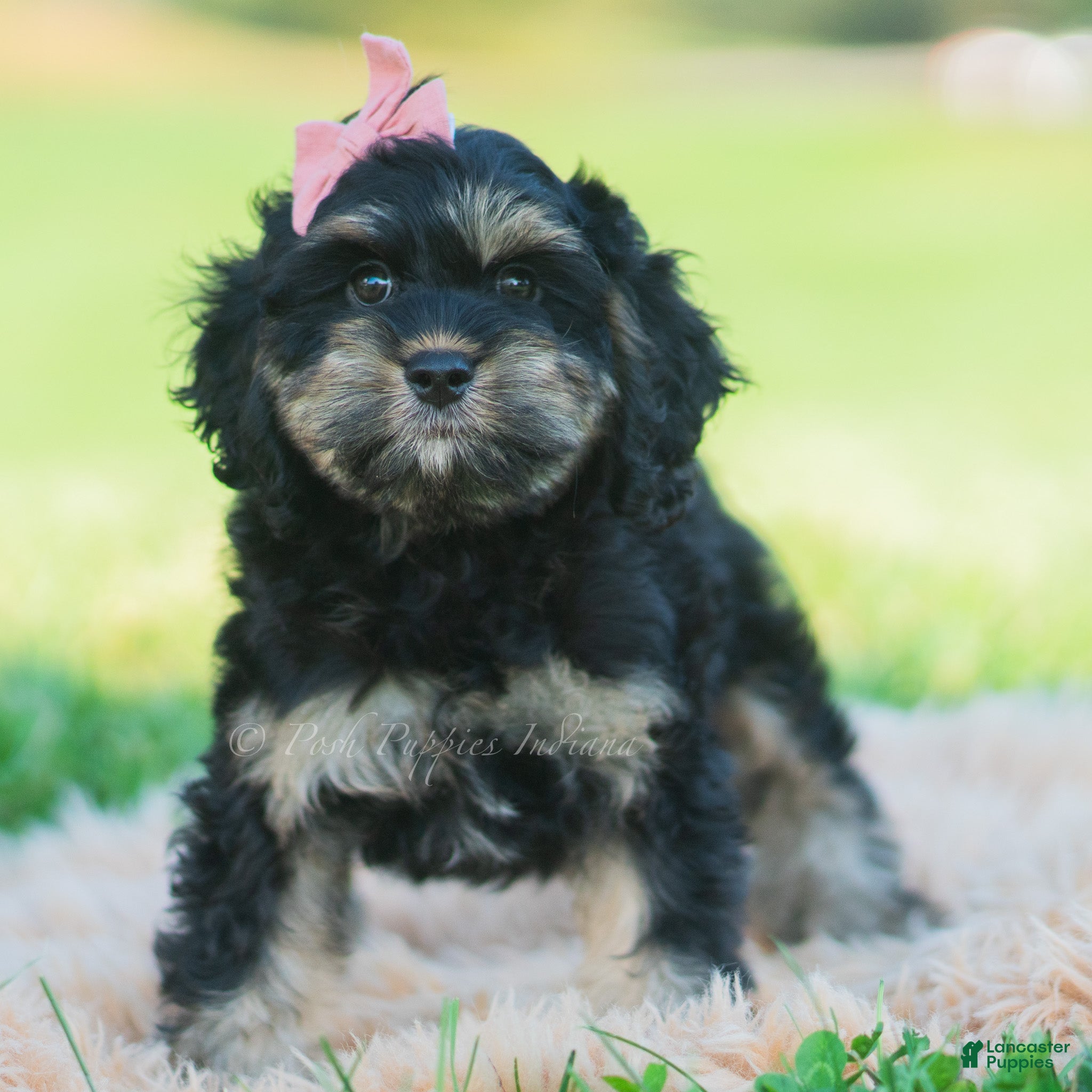 Cavapoo dogs for sale: Jennie - Ad 14