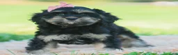 Cavapoo dogs for sale: Jennie - Ad 1