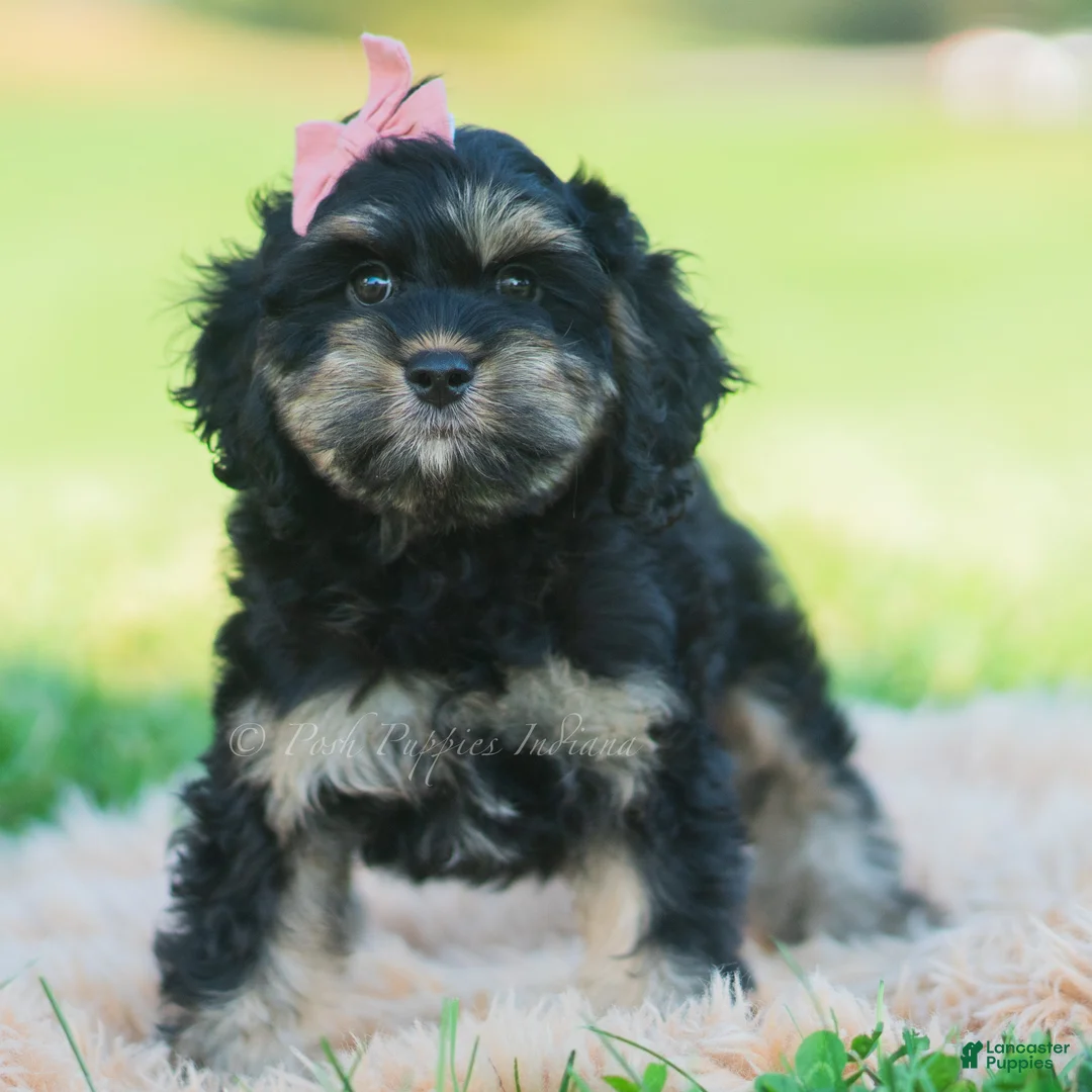 Cavapoo dogs for sale: Jennie - Ad 1
