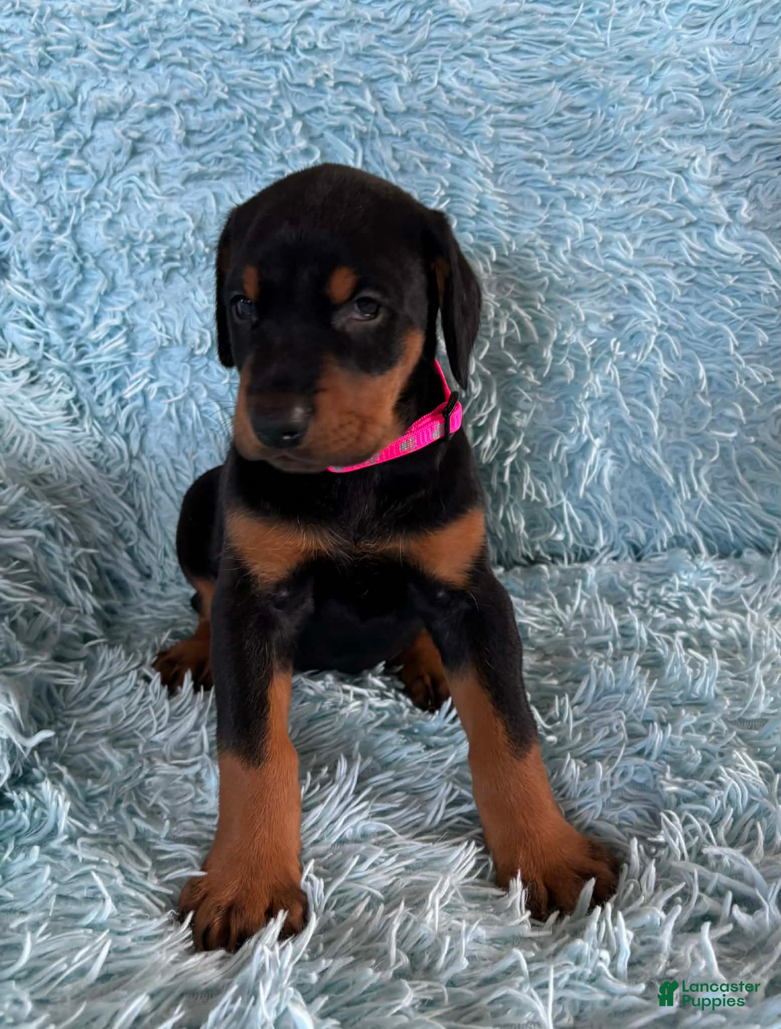 Doberman Pinscher dogs Female with ear crop - Ad 37