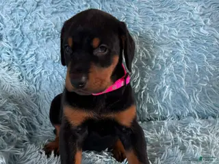 Doberman Pinscher dogs Female with ear crop - Ad 37