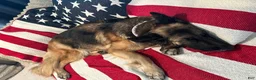 German Shepherd dogs for sale: Anubis - Ad 2