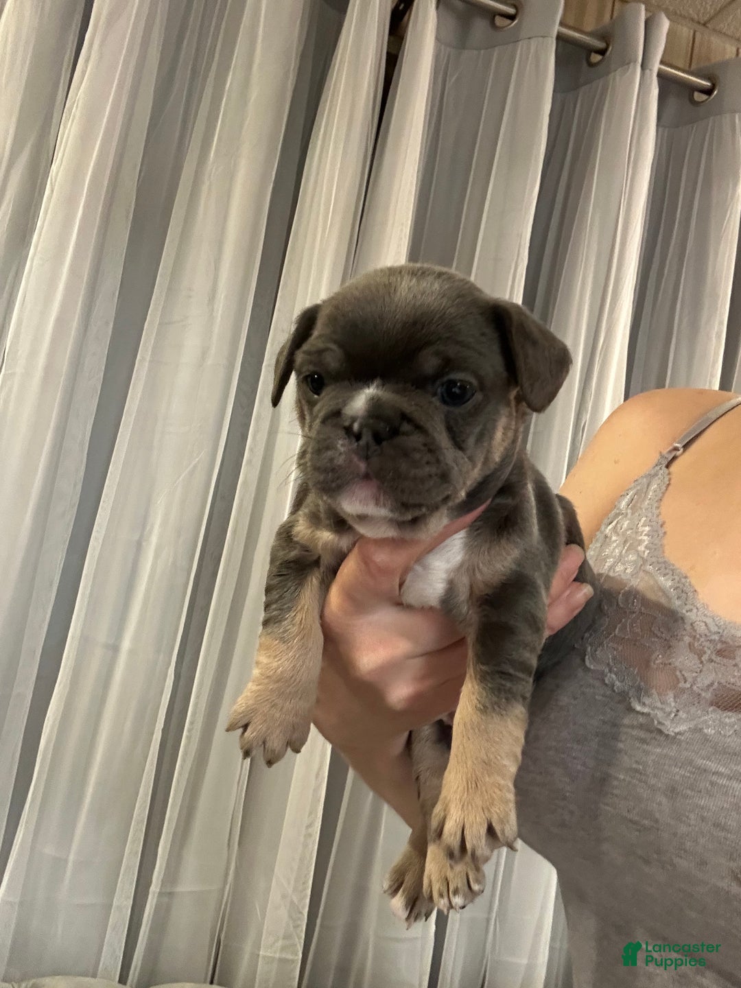 French Bulldog dogs for sale: Armani - Ad 5