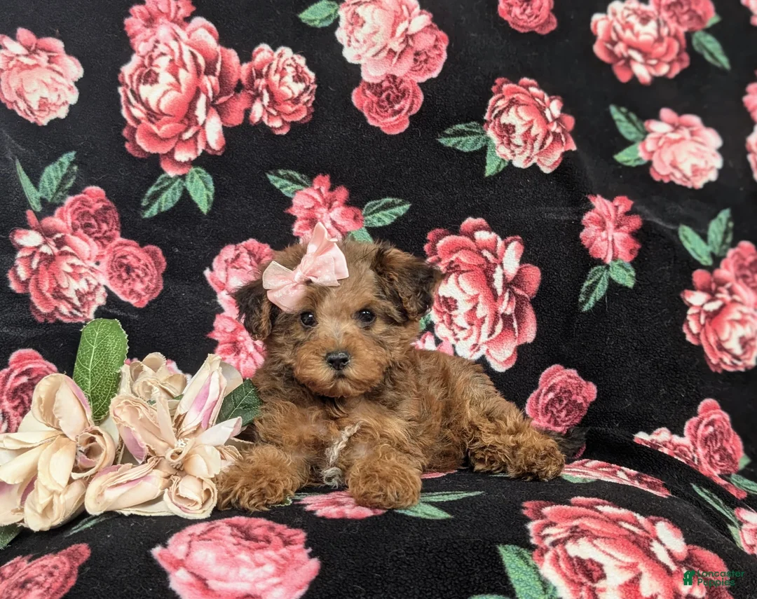 Yorkiepoo dogs for sale: Avery - Ad 6